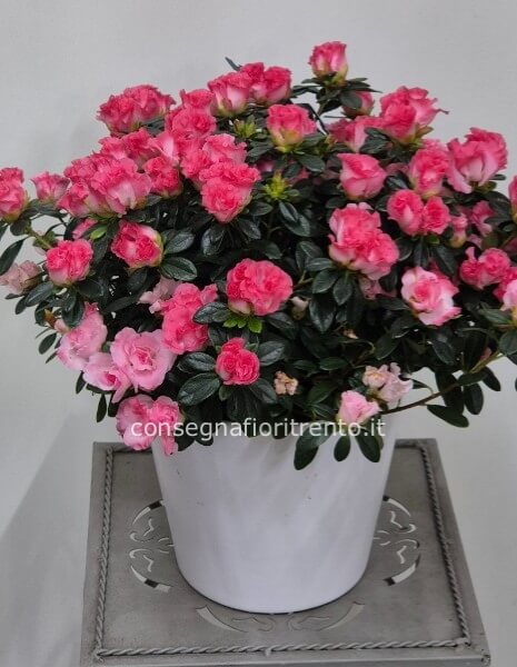 pianta di azalea con vaso di ceramica 
